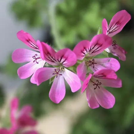 De Oude Kleuterschool *