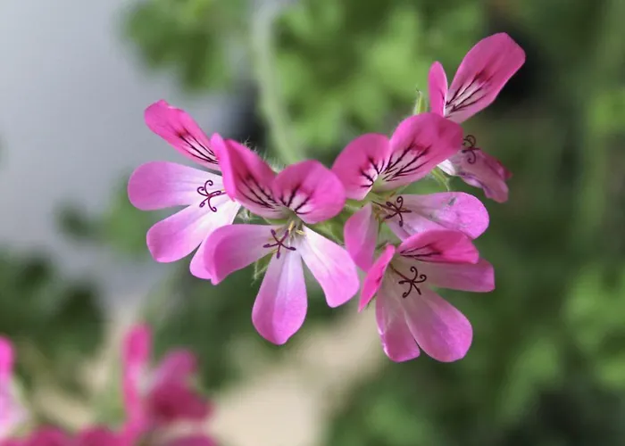 De Oude Kleuterschool *